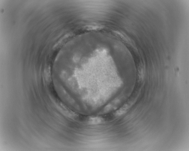 X0000070340376200607072019