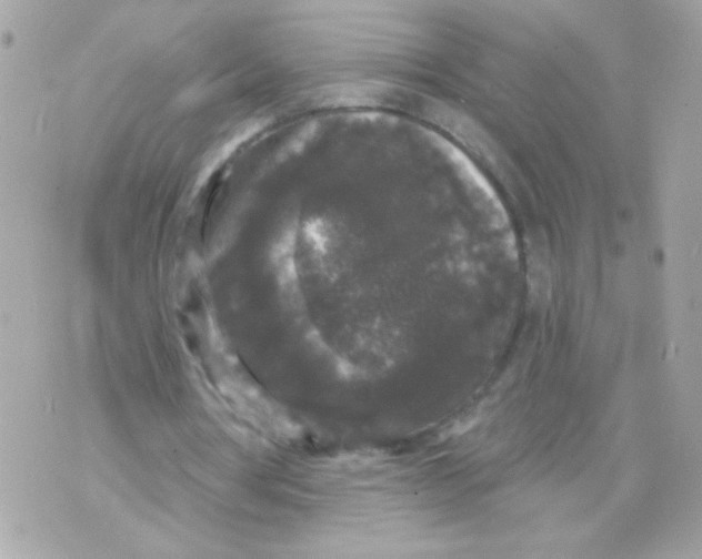 X0000070340386200607072018