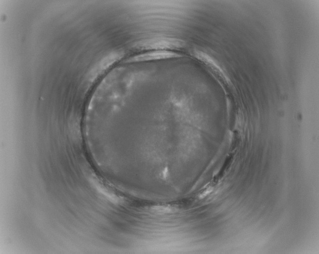 X0000070340394200607072018