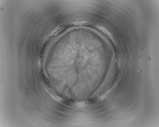 X0000070340405200607072018