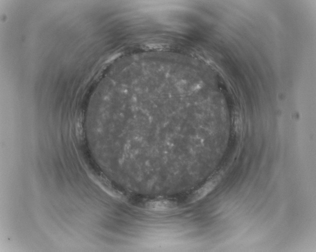 X0000070340408200607072018