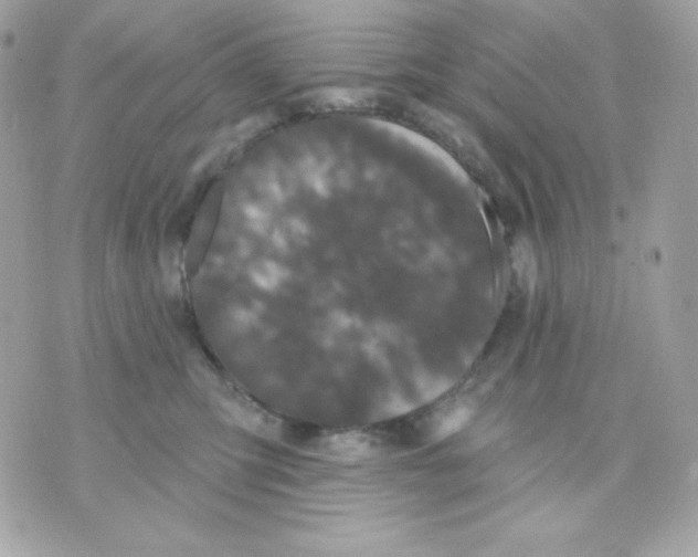 X0000070340423200607072018