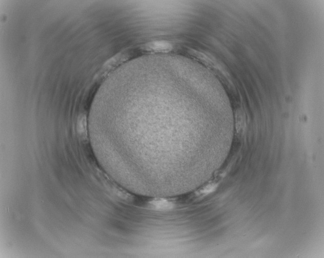 X0000070340425200607072018