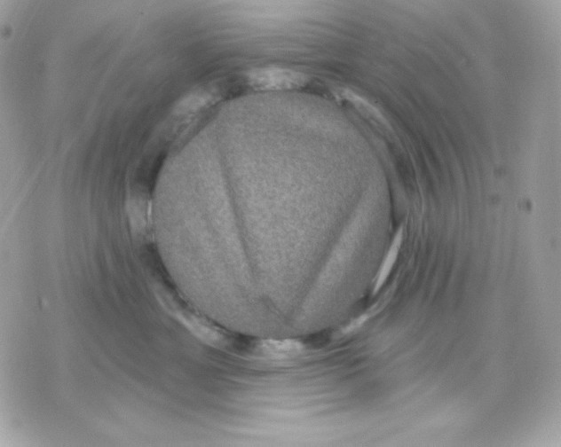 X0000070340429200607072017