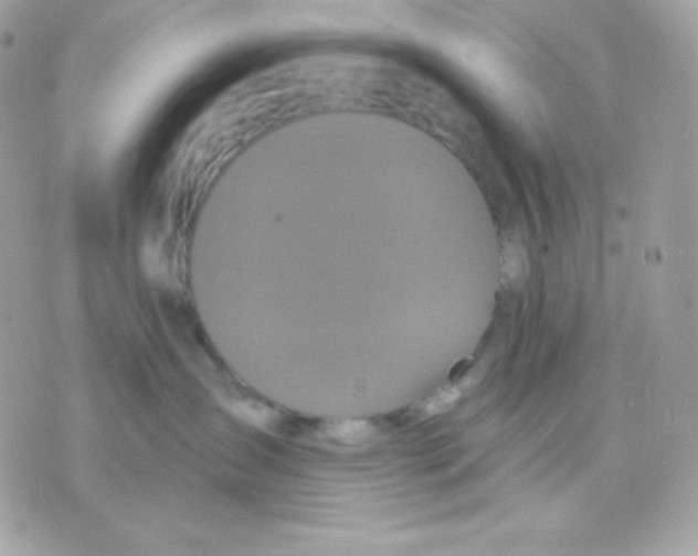 X0000070340431200607072017