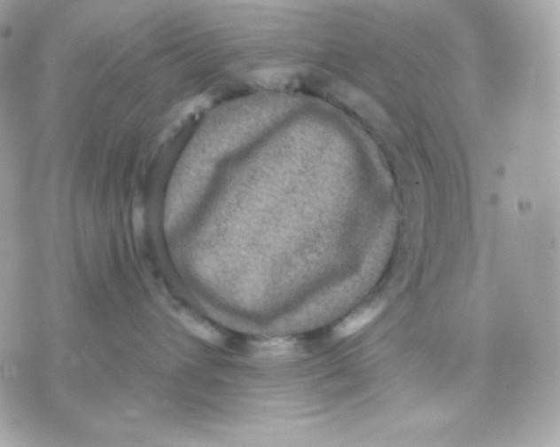 X0000070340432200607072017