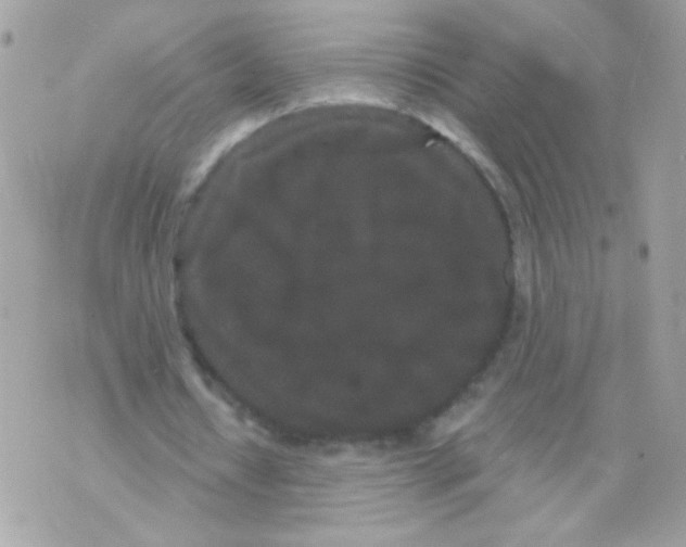 X0000070340434200607072017