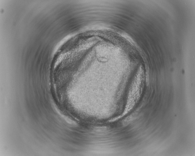 X0000070340438200607072017