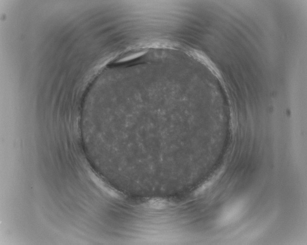 X0000070340441200607072017