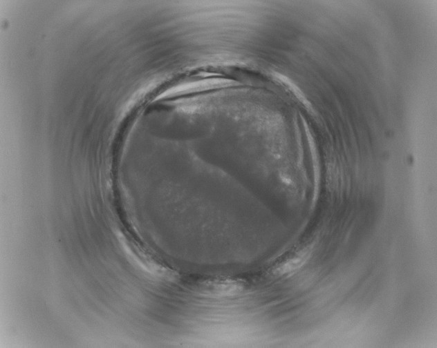 X0000070340443200607072017