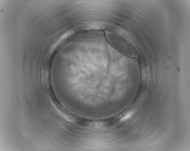 X0000070340444200607072017