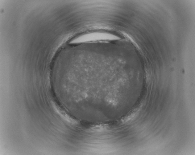 X0000070340447200607072017