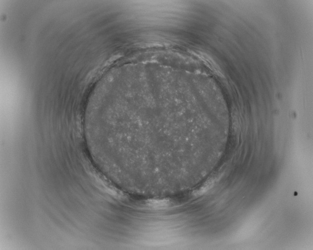 X0000070340457200607072017