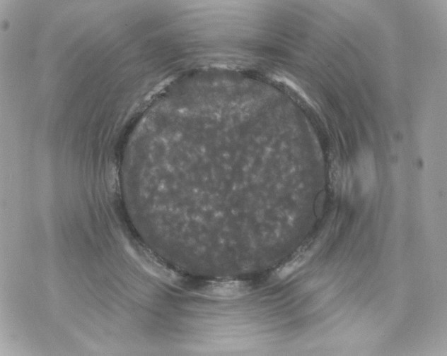 X0000070340459200607072017