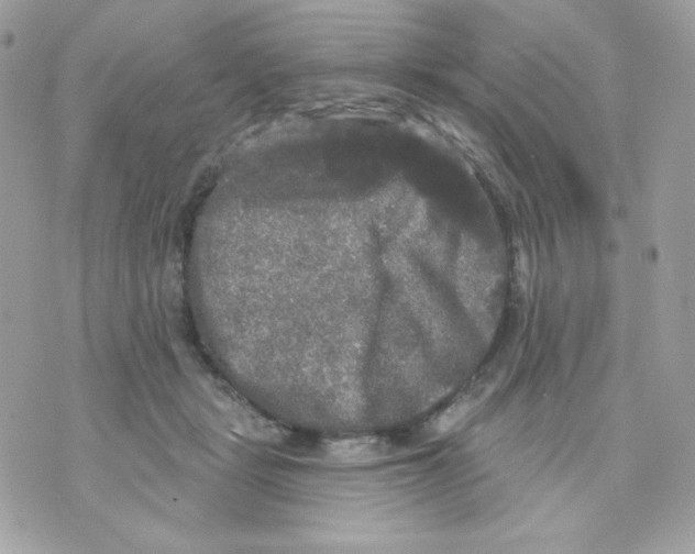 X0000070340461200607072017