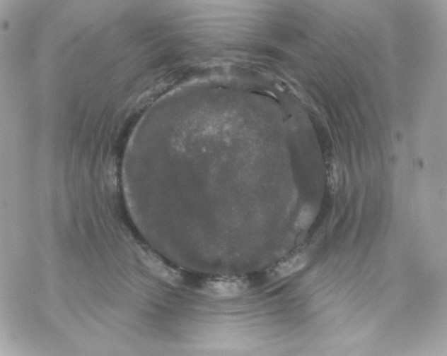 X0000070340466200607072017