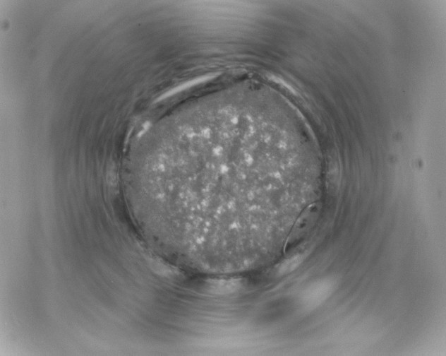 X0000070340469200607072017