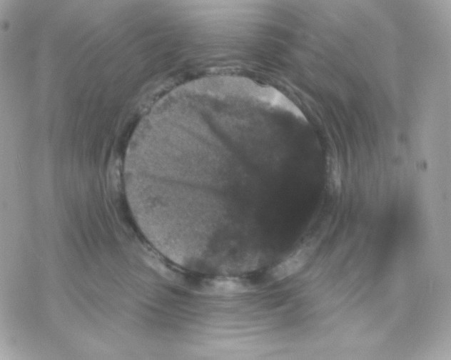 X0000070340475200607072017