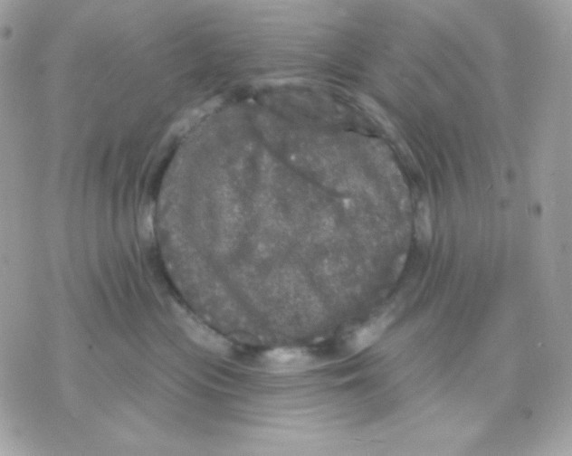 X0000070340477200607072017