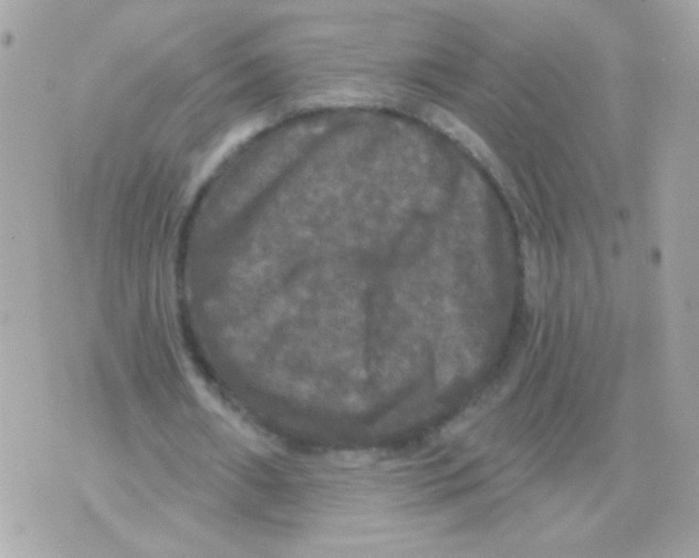 X0000070340482200607072017