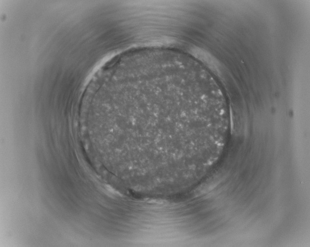 X0000070340483200607072017