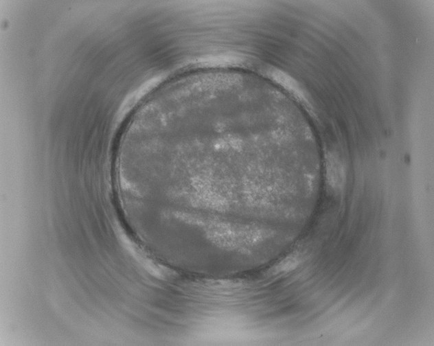 X0000070340486200607072017