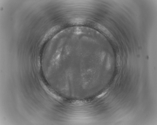 X0000070340494200607072016