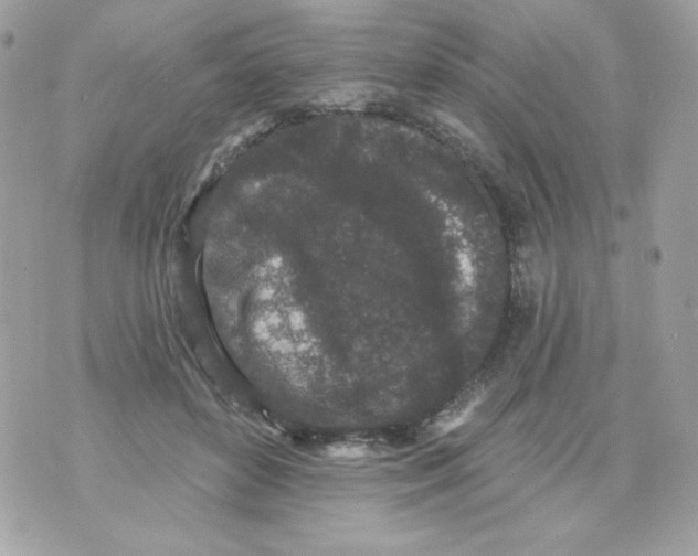 X0000070340504200607072016