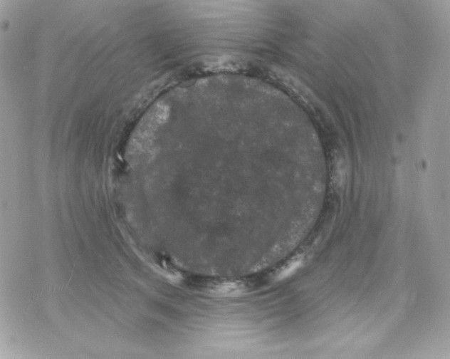 X0000070340513200607072016