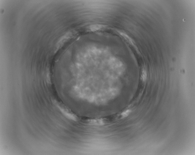 X0000070340524200607072016