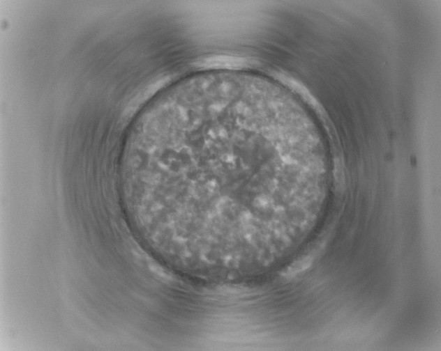 X0000070340529200607072015