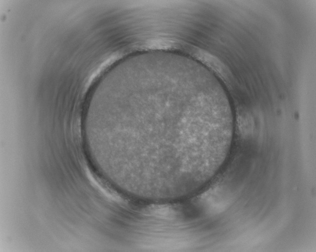 X0000070340534200607072015