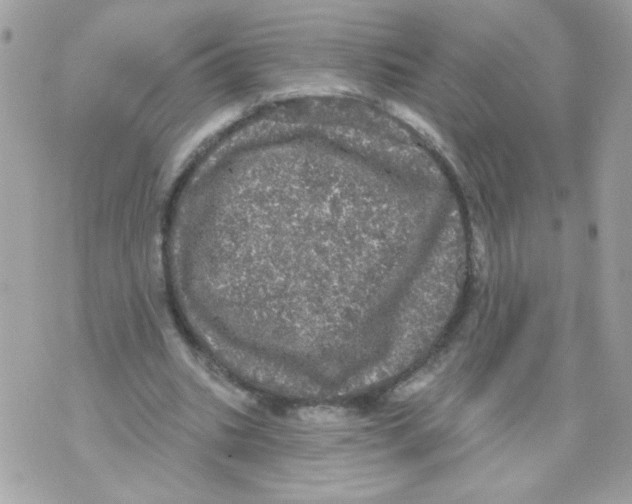 X0000070340535200607072015