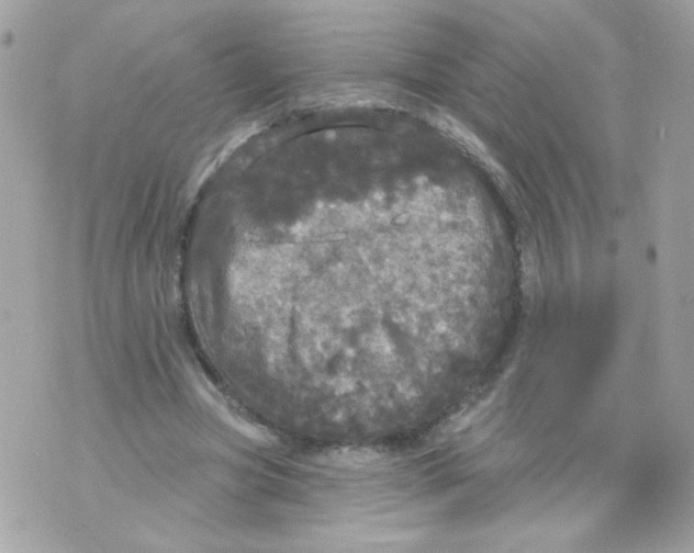 X0000070340537200607072015