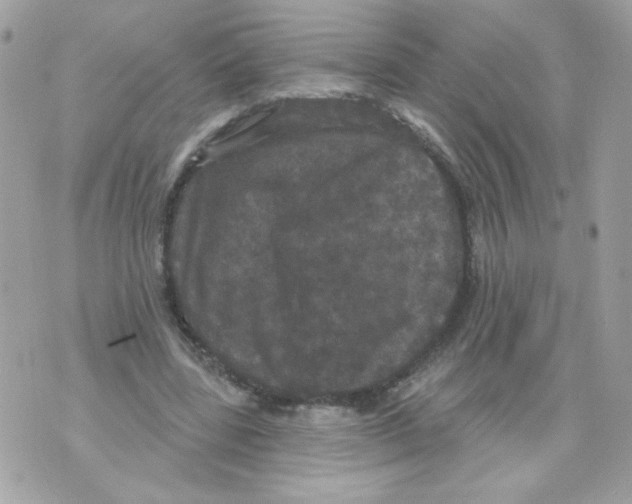 X0000070340539200607072015