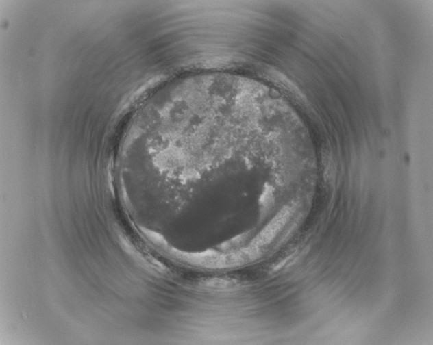 X0000070340542200607072015