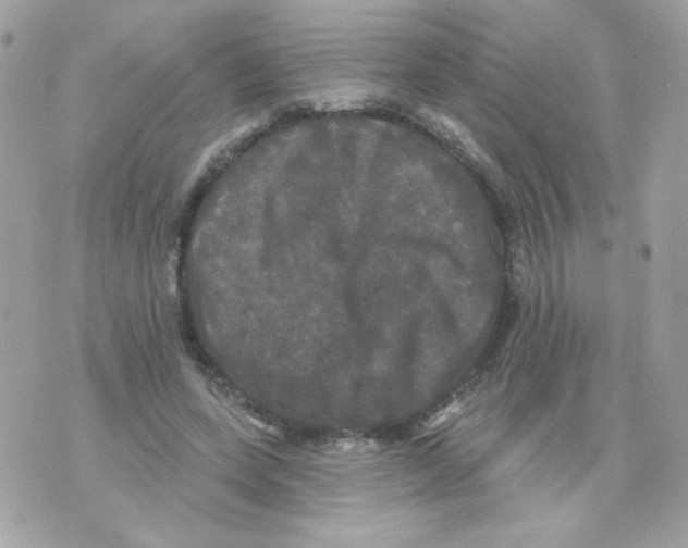 X0000070340543200607072015