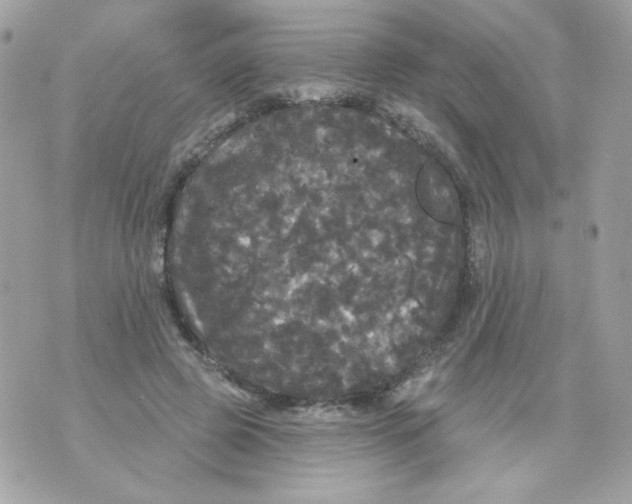 X0000070340545200607072015