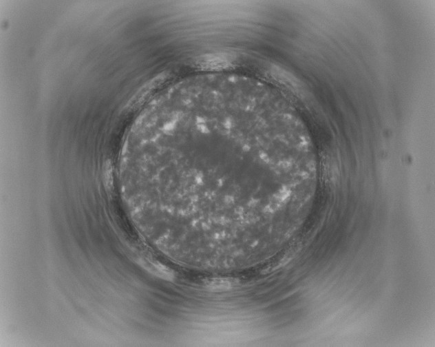 X0000070340549200607072015