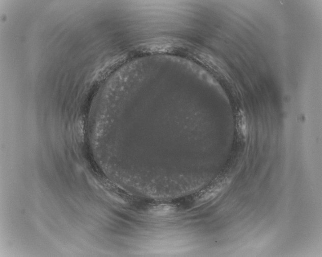 X0000070340551200607072015