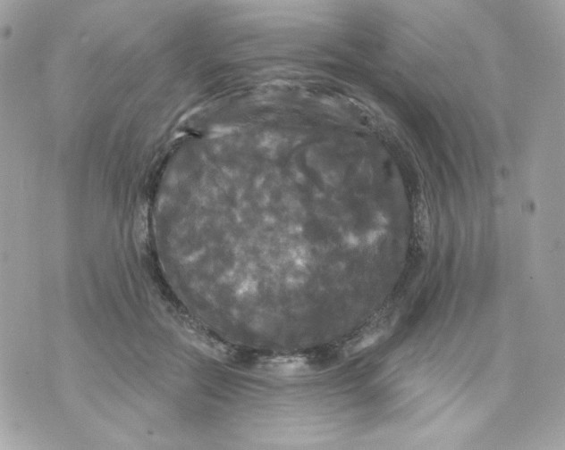 X0000070340554200607072016