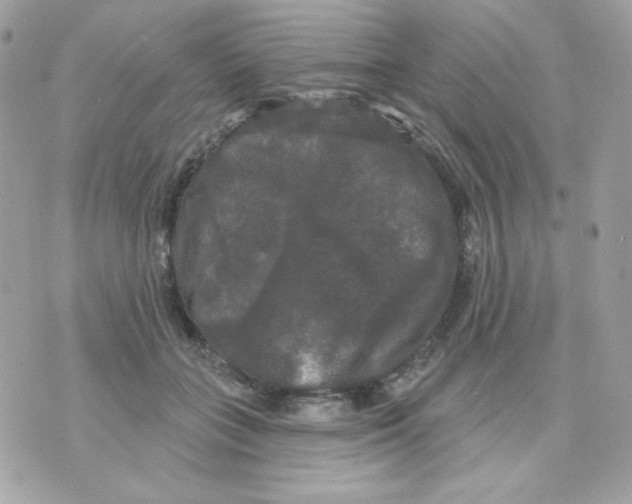 X0000070340555200607072016