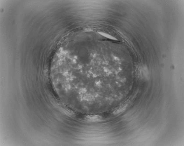 X0000070340557200607072016