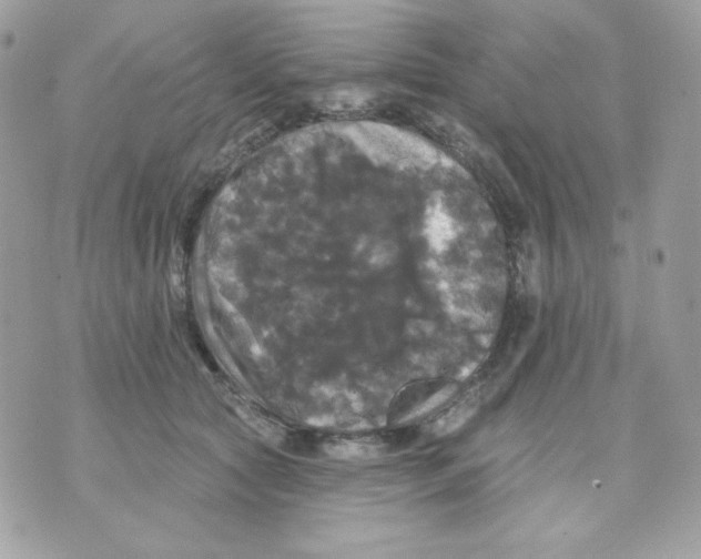 X0000070340561200607072016