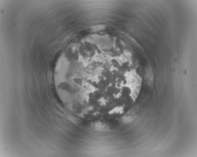 X0000070340565200607072016