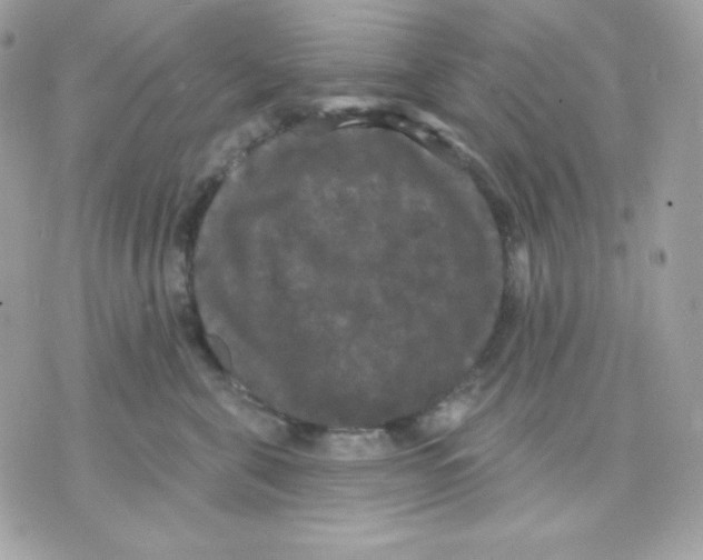 X0000070340571200607072016