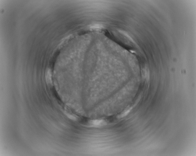 X0000070340575200607072016