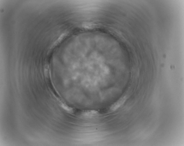 X0000070340576200607072016