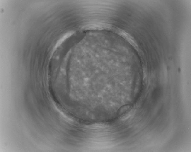 X0000070340578200607072015