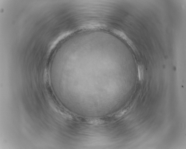 X0000070340579200607072015